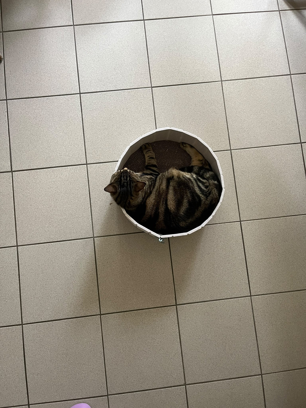 Lit griffoir avec bord en feutre + 1 rechange carton