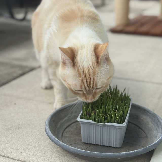 Kit herbe à chat bio