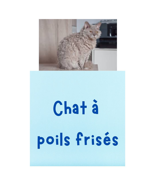 Kit brossage pour chat frisé