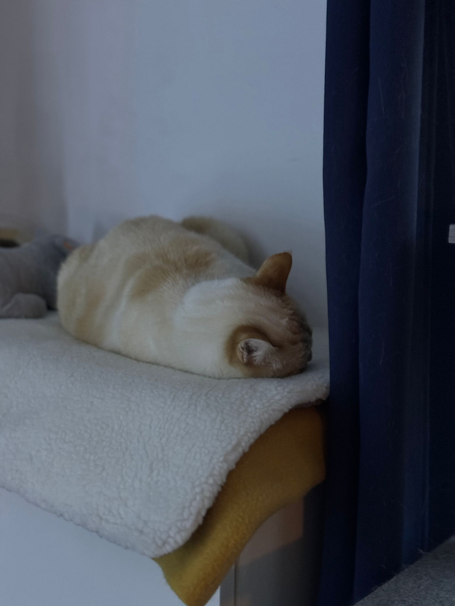 Couverture auto-réchauffante pour chat ou chaton