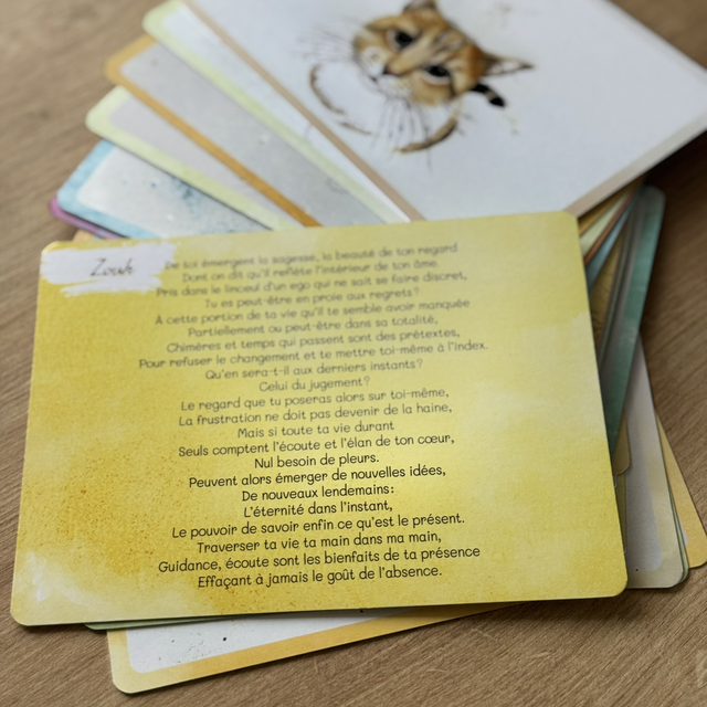 Méditations de chats