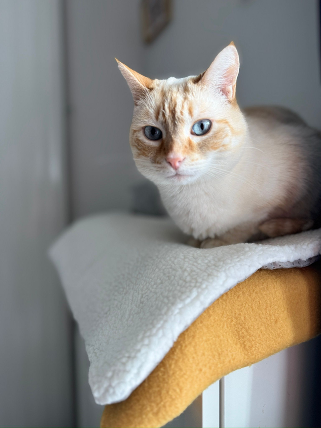 Couverture auto-réchauffante pour chat ou chaton