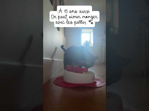 Catit Digger : tubes à croquettes pour chat