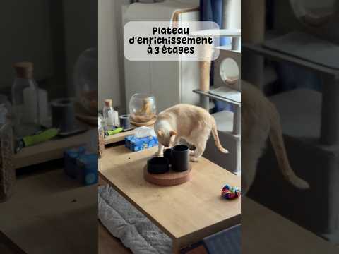 Plateau d’enrichissement à 3 hauteurs Noir
