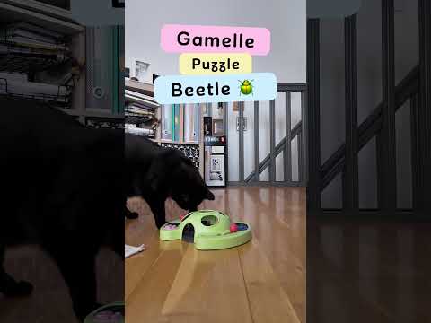 Puzzle Beetle