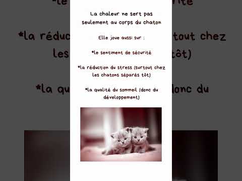 Couverture auto-réchauffante pour chat ou chaton