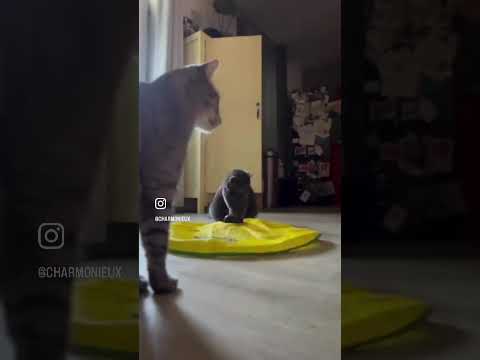 Catch me !
