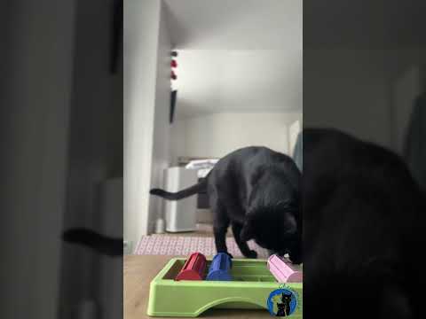Puzzle Roller