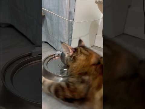 Fontaine acier inoxydable boule pour chat