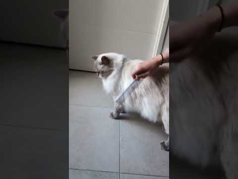 Kit brossage pour chat à poils mi-long ou long