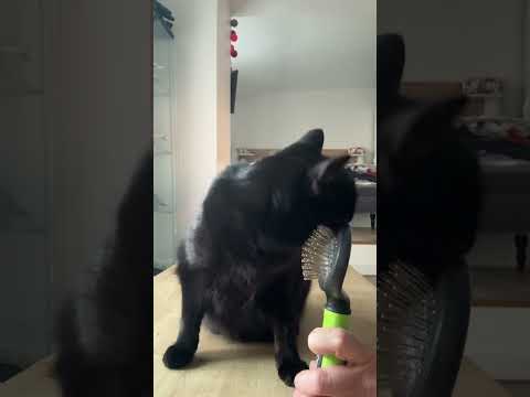 Kit brossage pour chat aux poils courts et sous poil fin