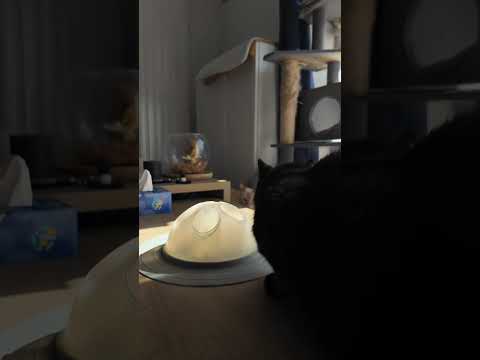 Cat Igloo Rose pastel