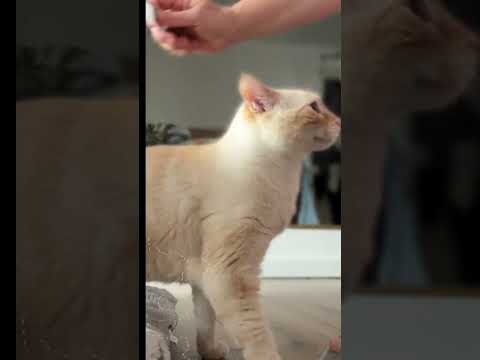 Kit brossage pour chat aux poils courts et sous poil fin